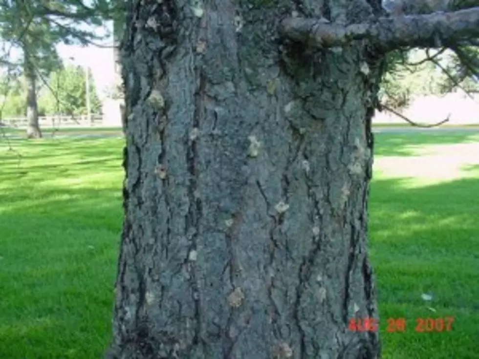 Urban Forestry Urges Tree Protection