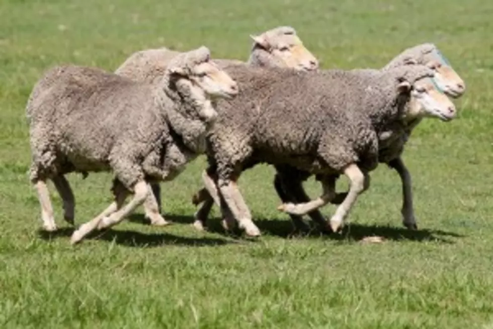 Report Shows Strong Sheep Industry [AUDIO]