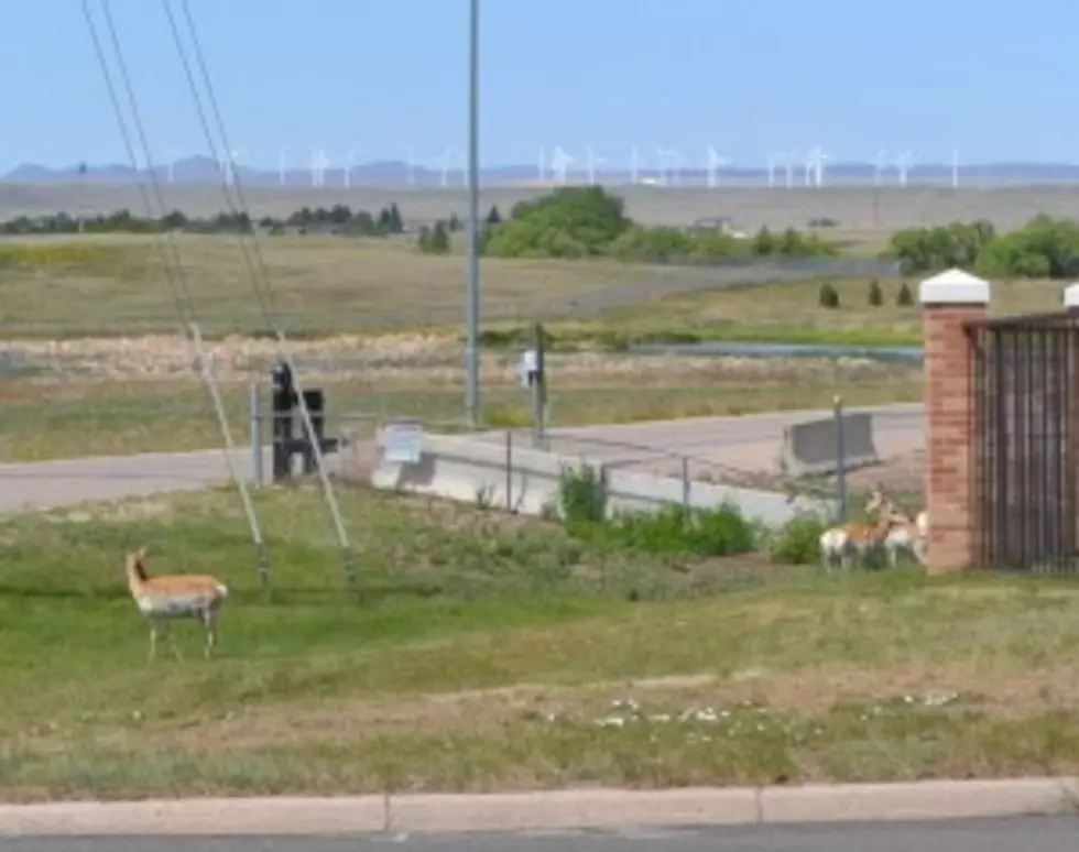 Game &amp; Fish: Don&#8217;t Need To Report Antelope or Deer In Town