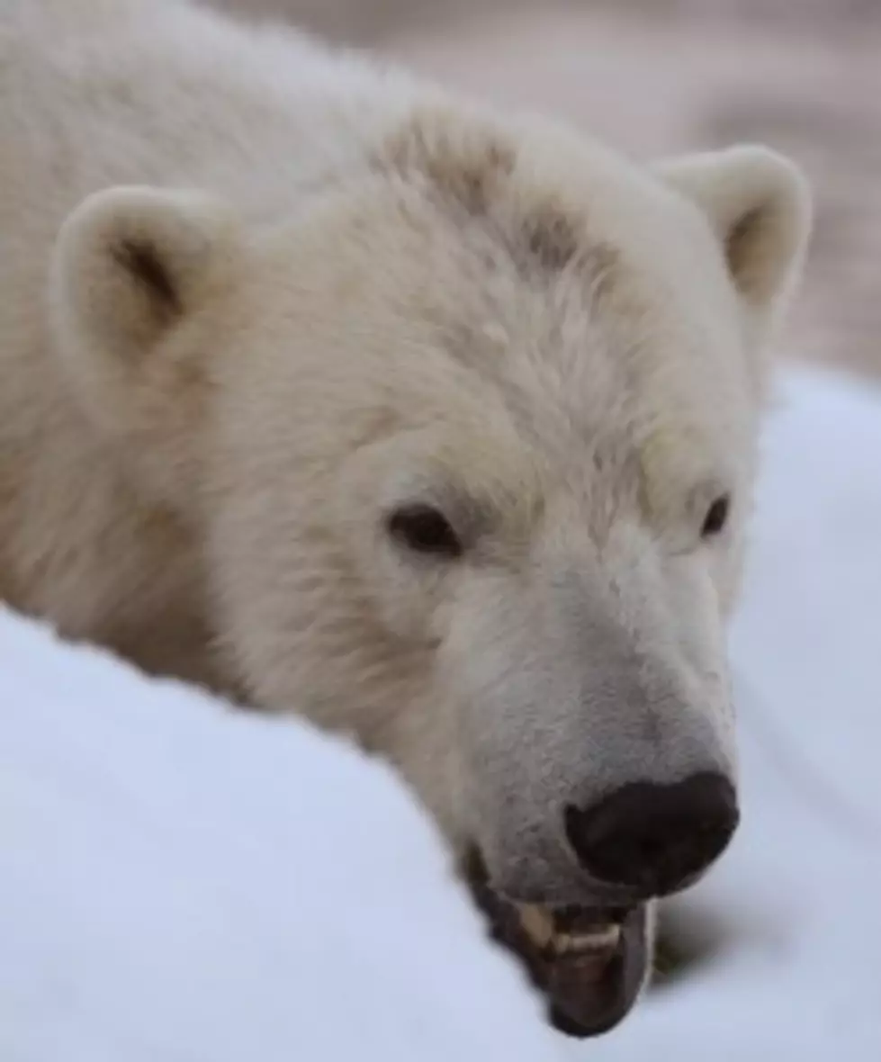U.W. Professor Awarded for Work on Polar Bear Conservation [AUDIO]