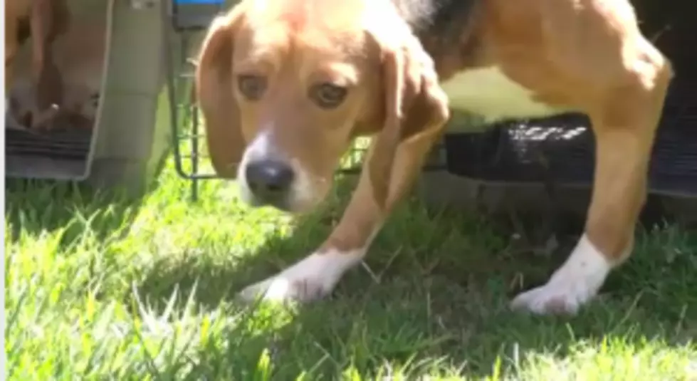 Tissue Alert: Beagles See Sun and Grass for the First Time After a Life in a Laboratory