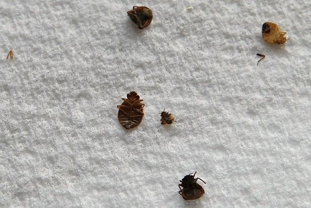 It appears bed bugs love the Mile High City. Denver, Colo. has made ...