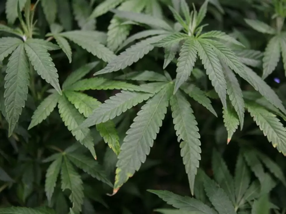 Federal Marijuana Response Awaited in Colorado