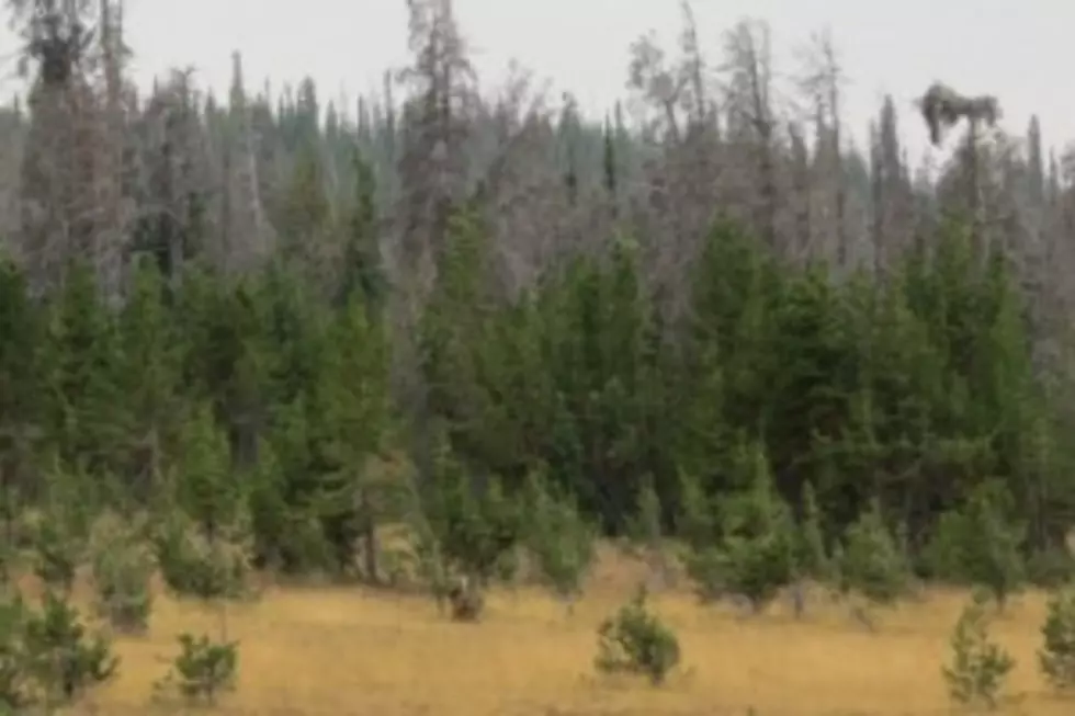 Fire Restrictions in Medicine Bow Natl. Forest Lifted
