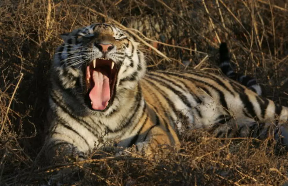 The Mystery of Yawning And Why It&#8217;s So Darn Catching!