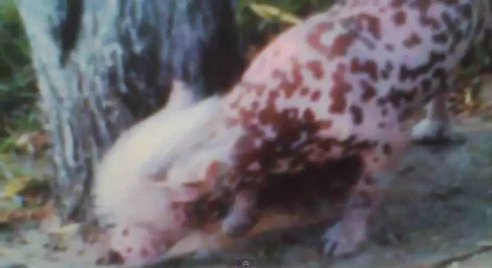Mutant Pig-Dog Frightens Residents of Chinese City [POLL]