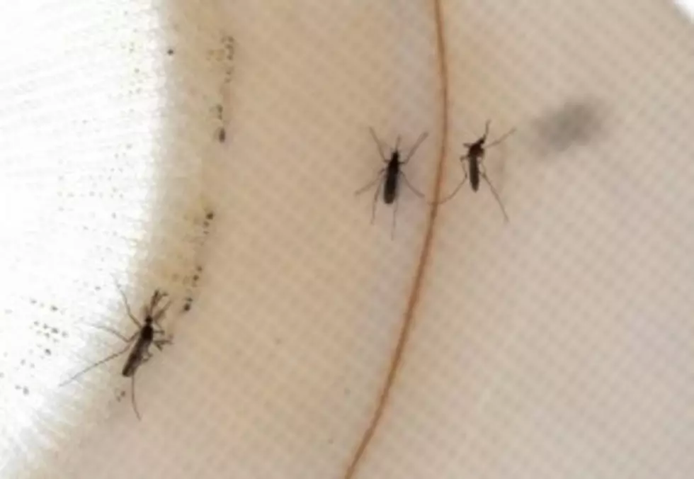 Some Texans Are Calling 911 for Mosquito Bites