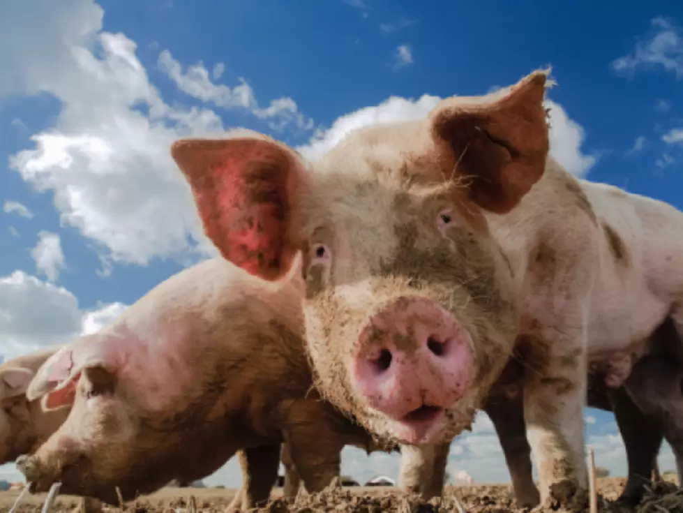 New H3N2 Swine Flu Confirmed in Indiana
