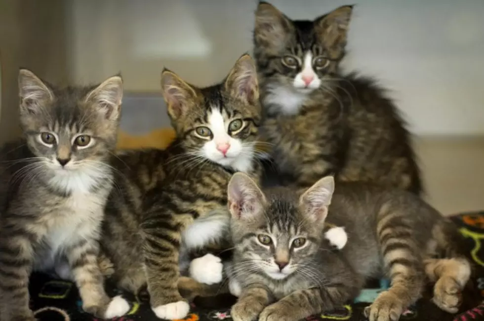 NJ Animal Shelters Experiencing a Cat Crisis [AUDIO]