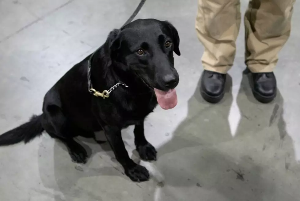 NJ Expands Cell-Phone Detection Dogs [AUDIO]