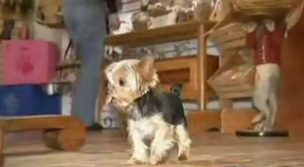 Absecon Mini Terrier Named Smallest Working Dog [VIDEO]