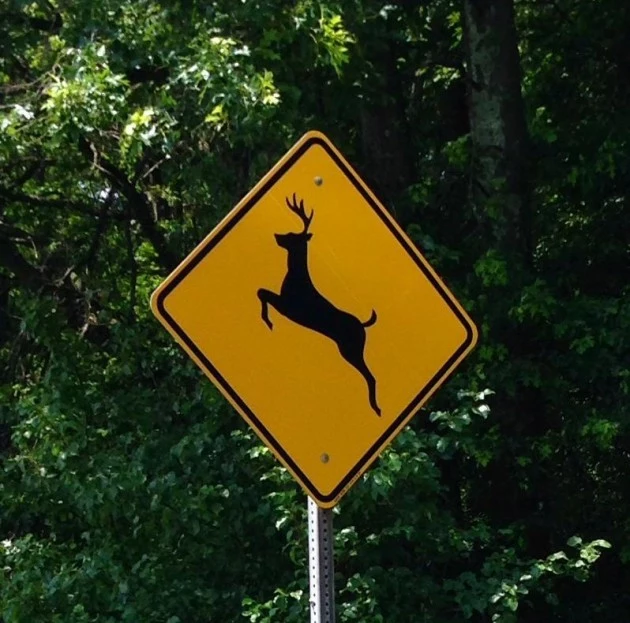 free clip art deer crossing - photo #23