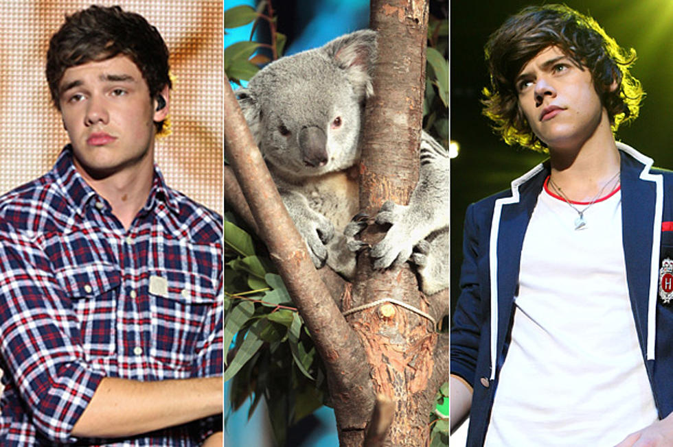 One Direction&#8217;s Harry Styles + Liam Payne Fear They May Have Koala Chlamydia