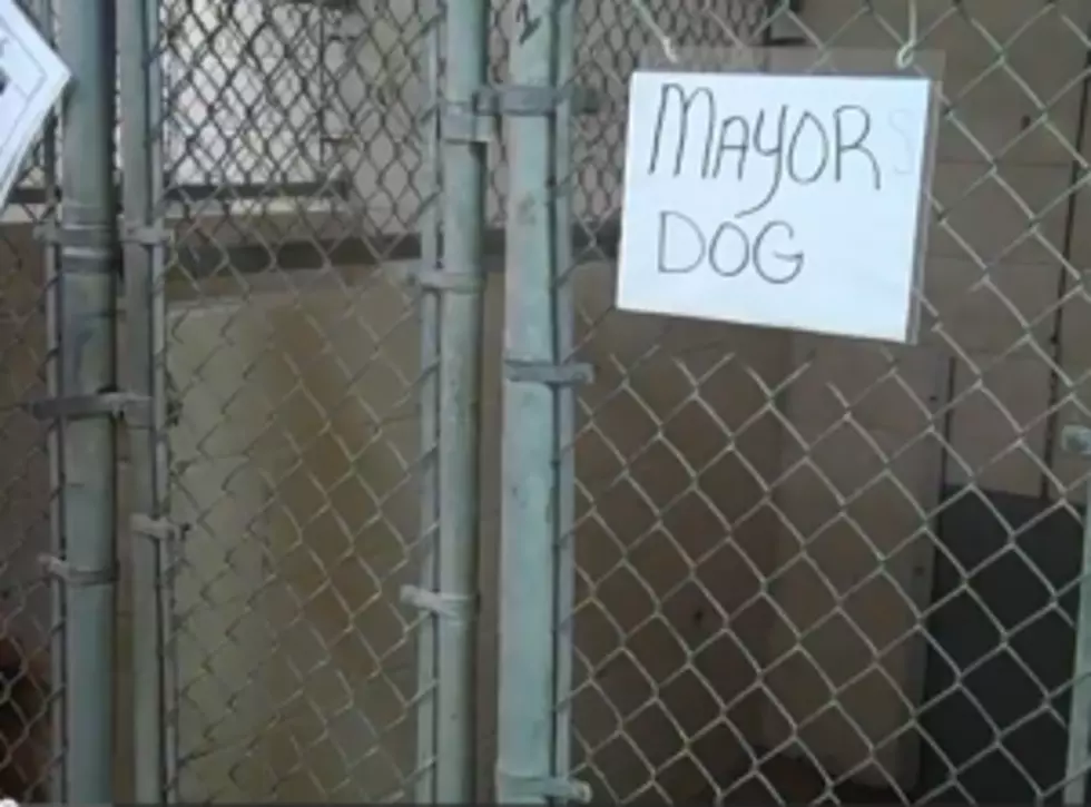 Why Did The Mayor Board His Personal Dog at the Animal Shelter?