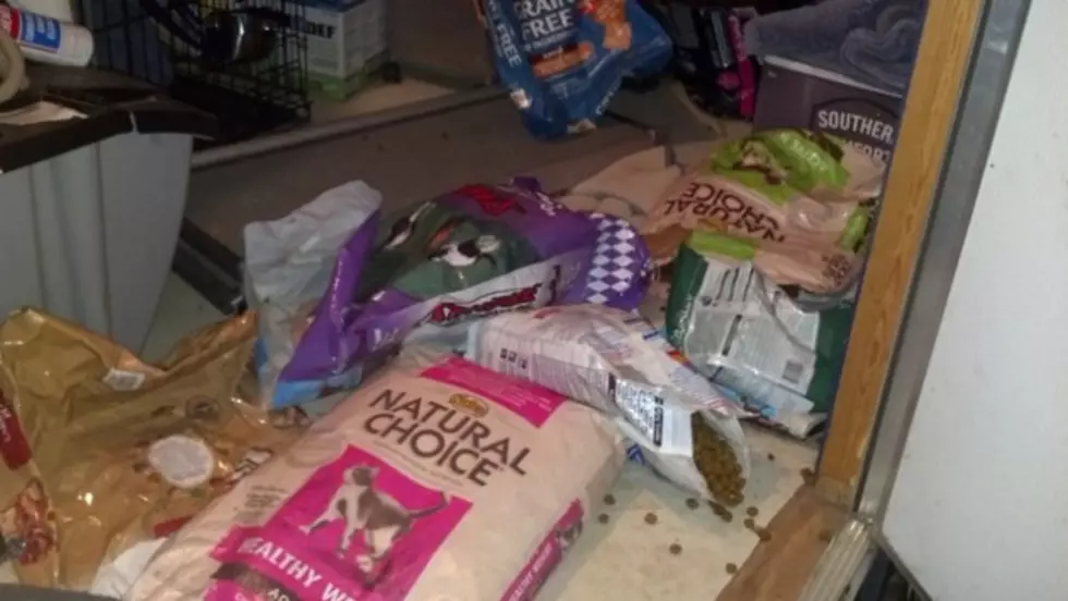 Dog Freaks Out And Eats Everything in Sight