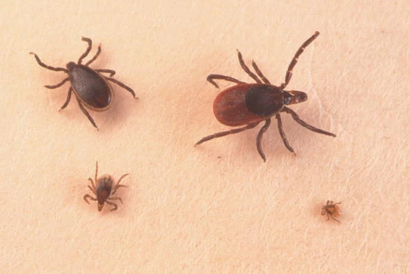 What are sand ticks?