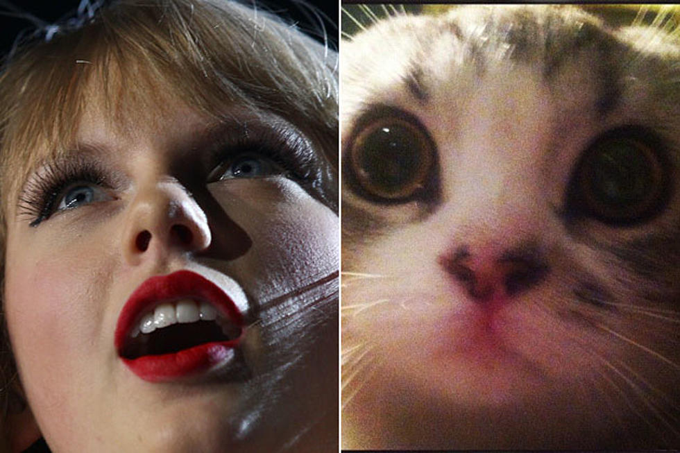 Taylor Swift&#8217;s Cat Wants You to Vote for Her as 2012 ACM Entertainer of the Year