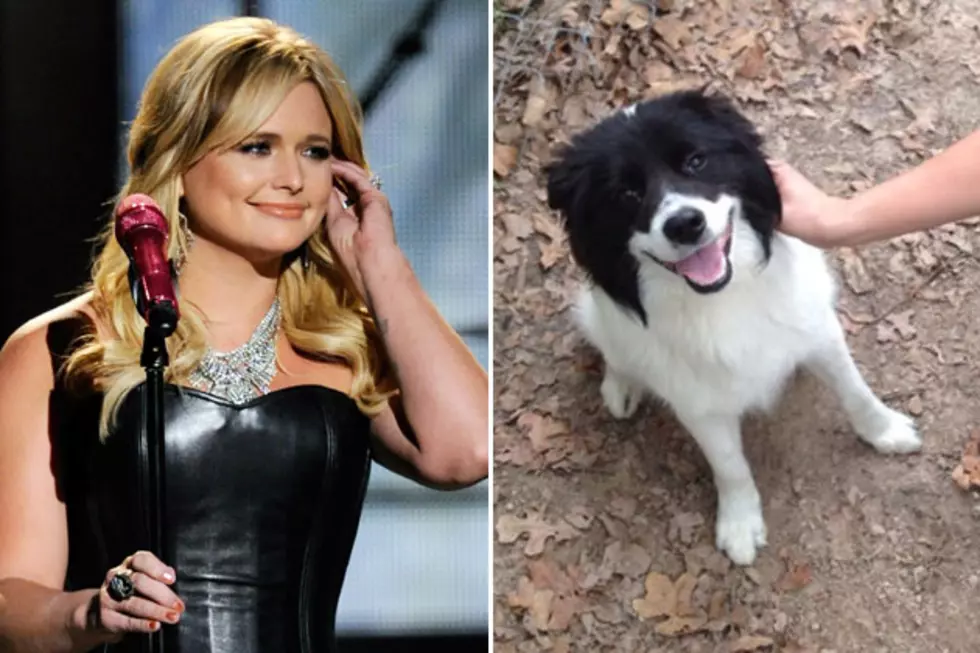 Dog Lover Miranda Lambert Adds New Stray to Her Pack