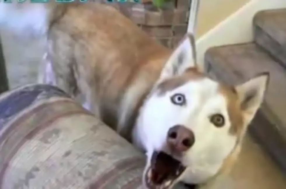 5 Amazing Talking Dog Videos Will Teach Your Pooch to Say, &#8216;I Love You&#8217;