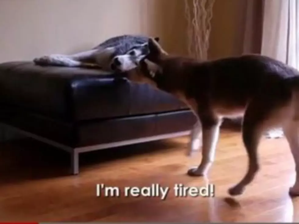Two Talking Dogs Have Adorable Argument [VIDEO]