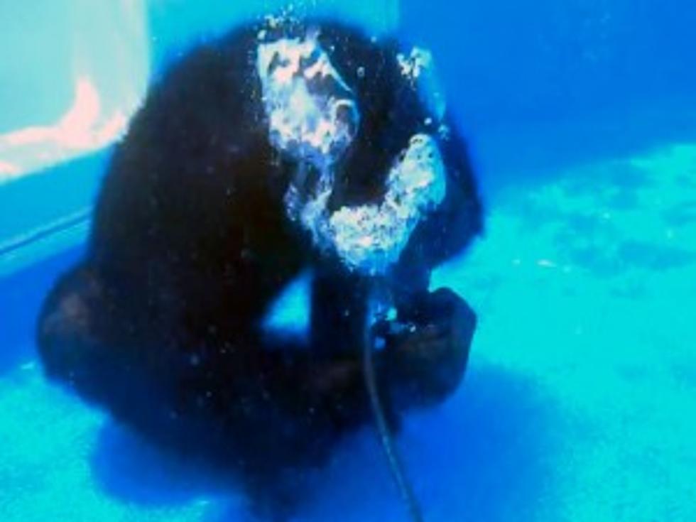 Cooper the Chimpanzee Learns to SCUBA Dive [VIDEO]