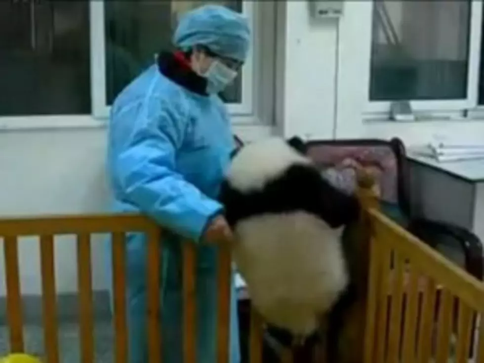 Aww! Baby Panda Won&#8217;t Stay Put in Its Crib [VIDEO]