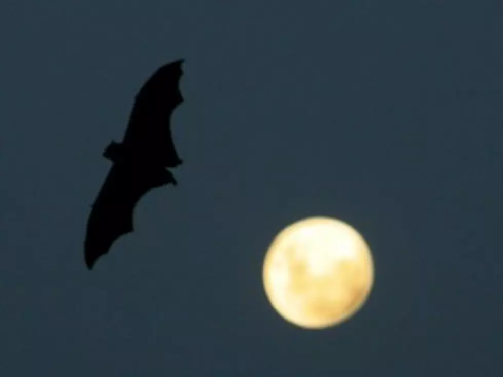 Stowaway Bat Freaks Out Airplane Passengers [VIDEO]