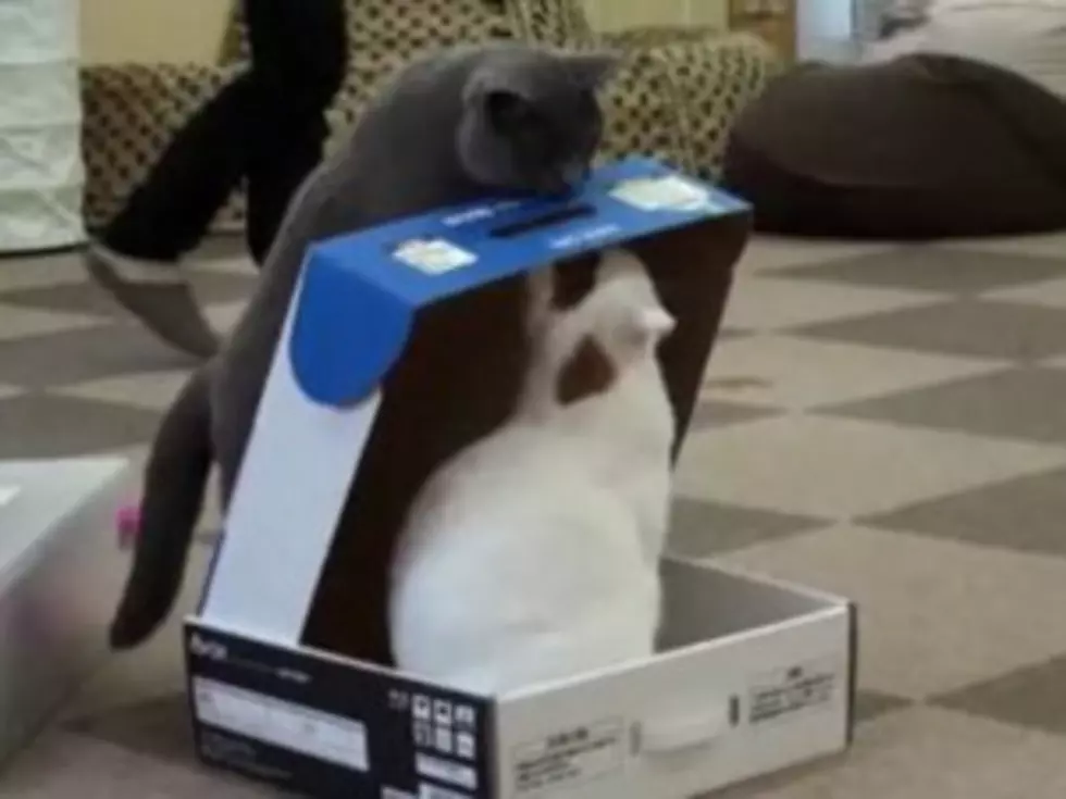 Shameless Pet Video: Cat Traps Fellow Cat in Box[VIDEO]