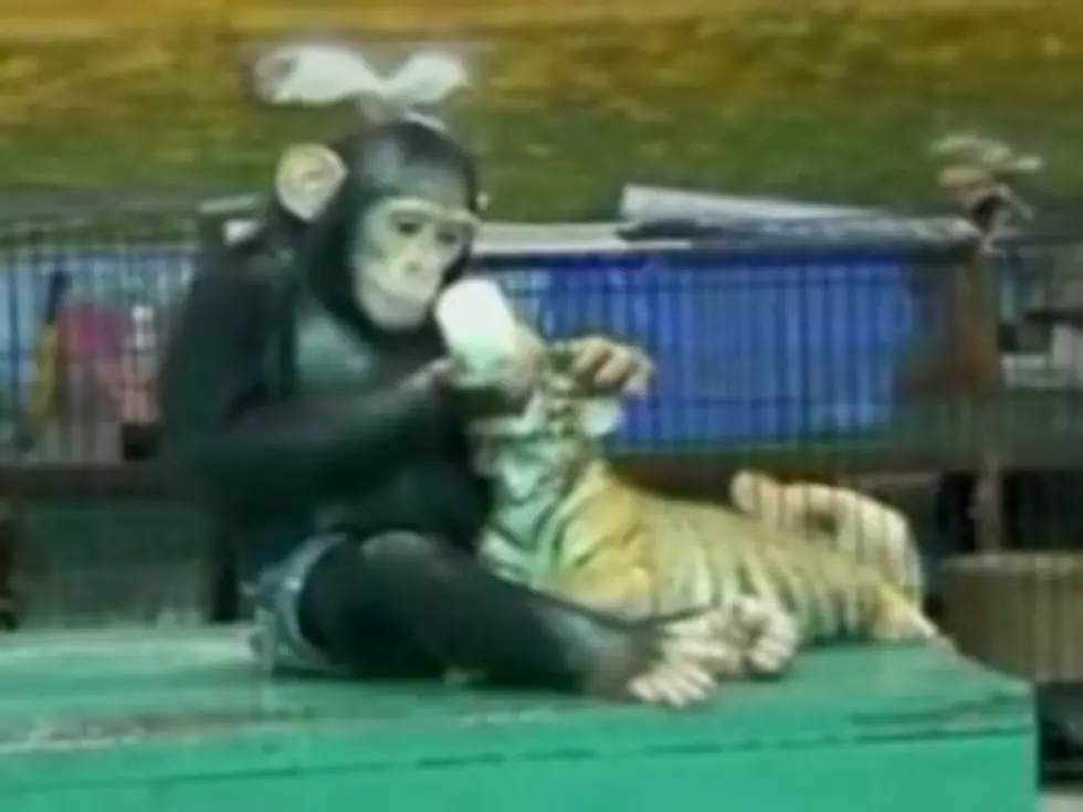 Chimp Bottle-Feeds Milk to Baby Tiger (and It&#8217;s As Cute as It Sounds) [VIDEO]