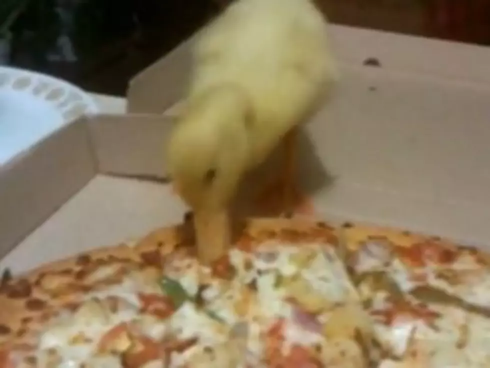 Little Duckling Eats a Big Pizza [VIDEO]