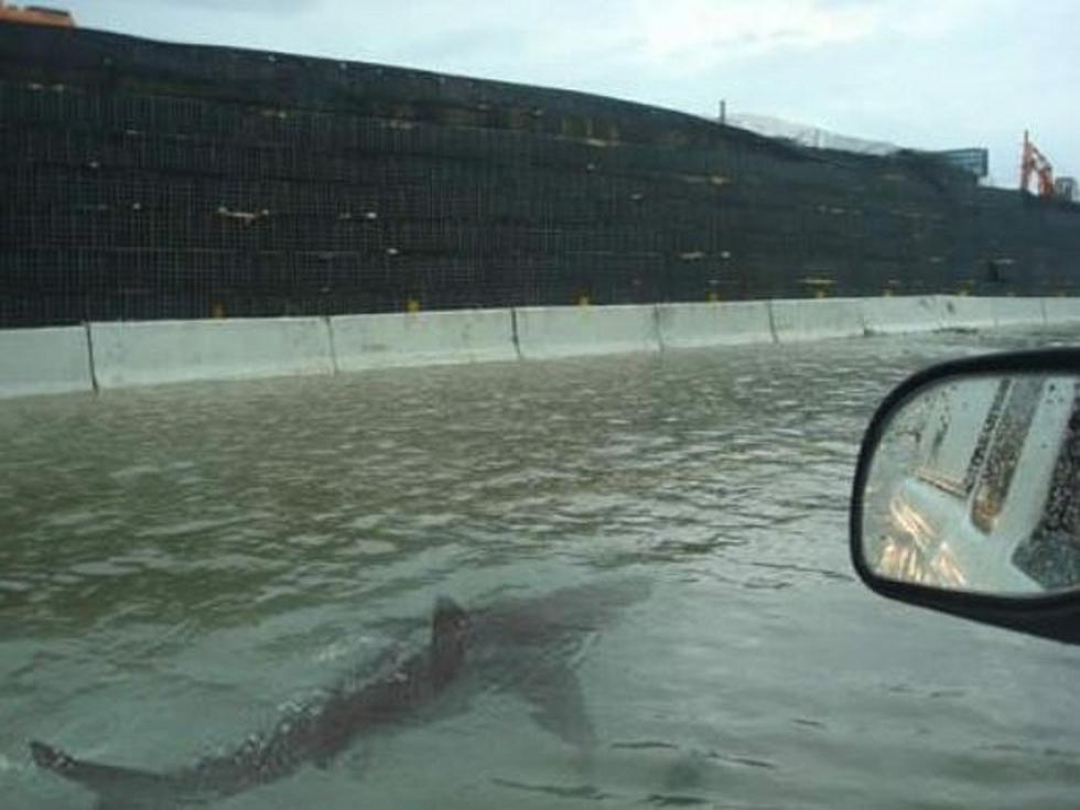 Shark Swims Down Puerto Rico Street [PICTURE]