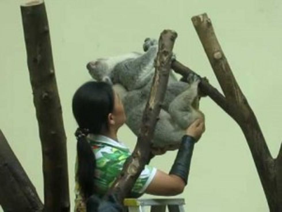 Awkward! Zoo Employee Helps Koalas Mate [VIDEO]