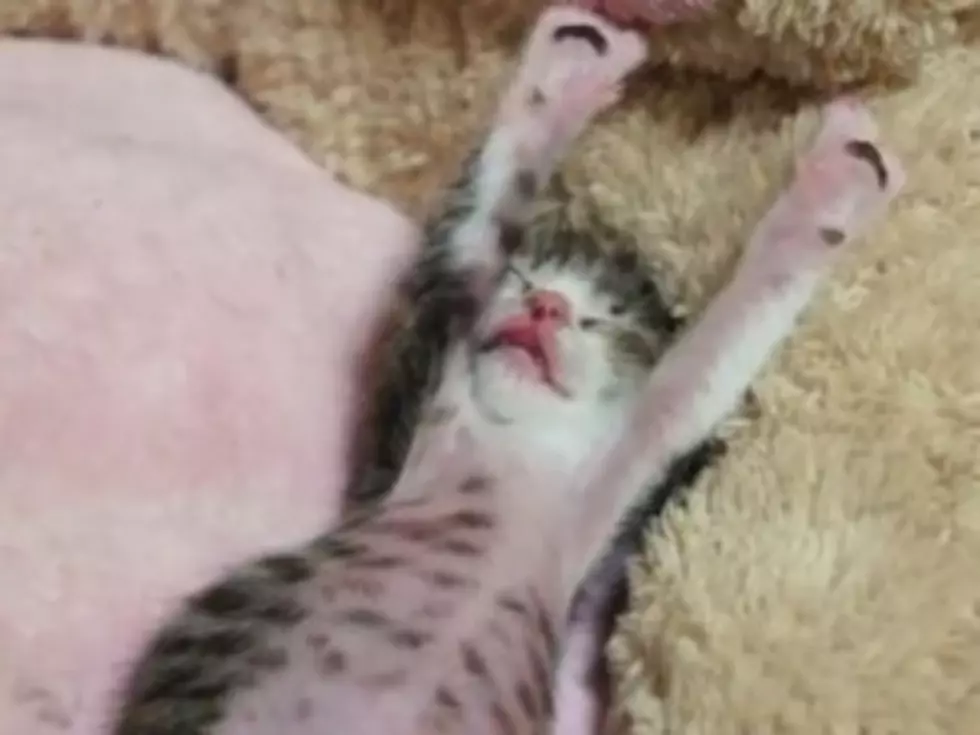 Adorable Kitty Tries to Stretch Itself Awake [VIDEO]