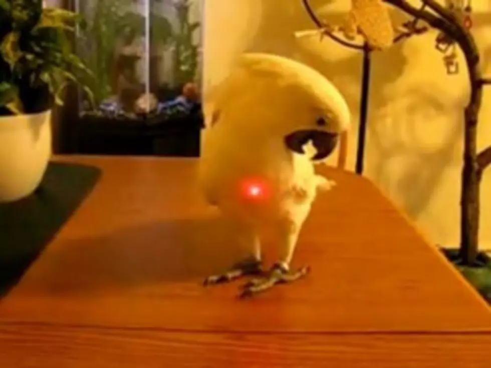 Laser Pointer Confounds Cockatoo [VIDEO]