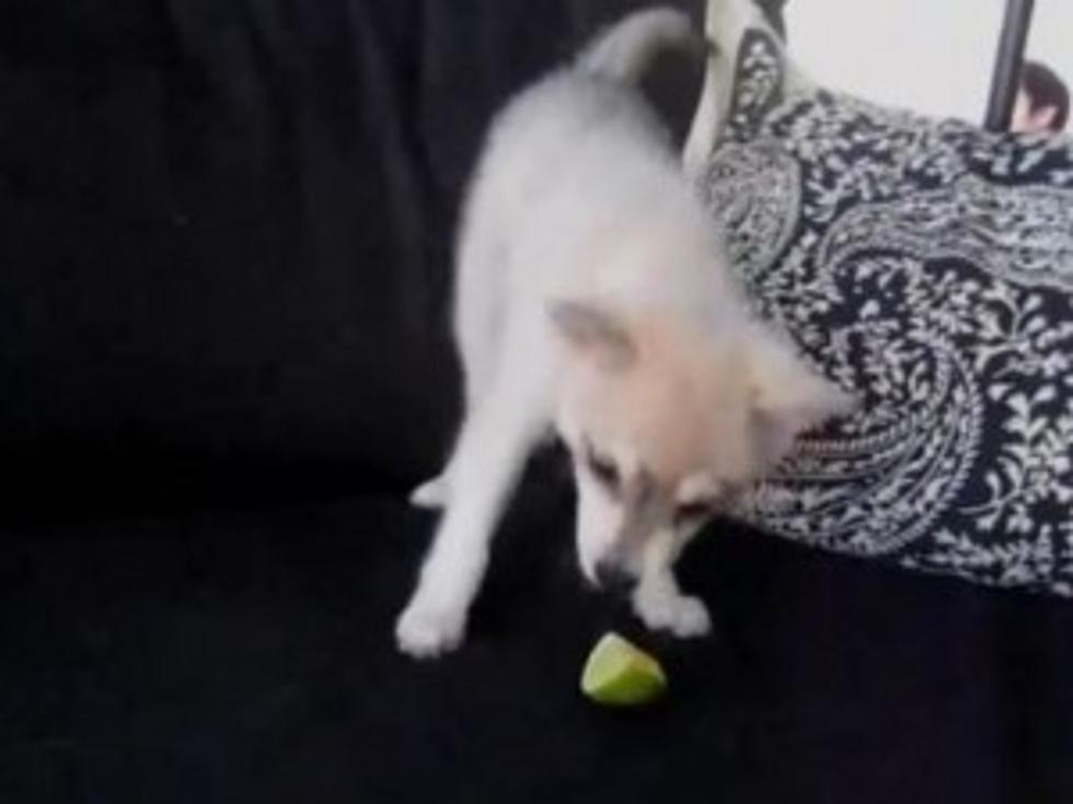 Shameless Pet Video: Cute Puppy Freaks Out After Tasting a Lime[VIDEO]