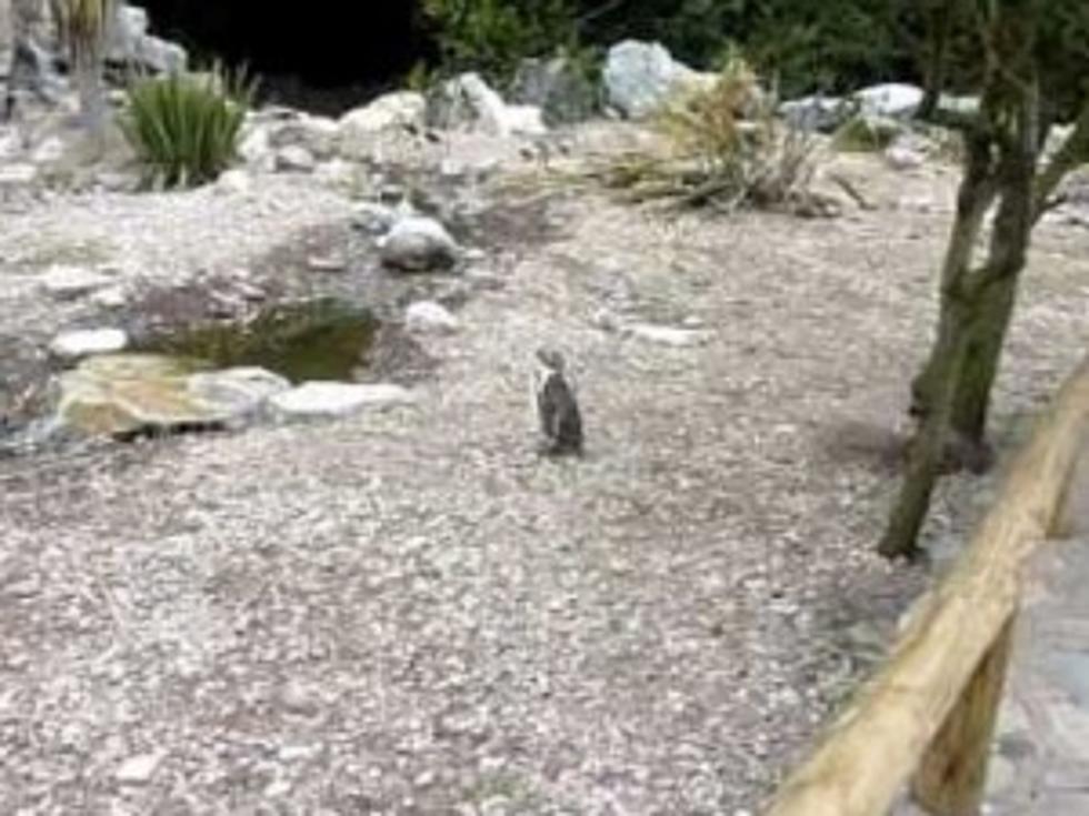 Awkward! Lonely Penguin Gets Left Behind by Penguin Friends [VIDEO]