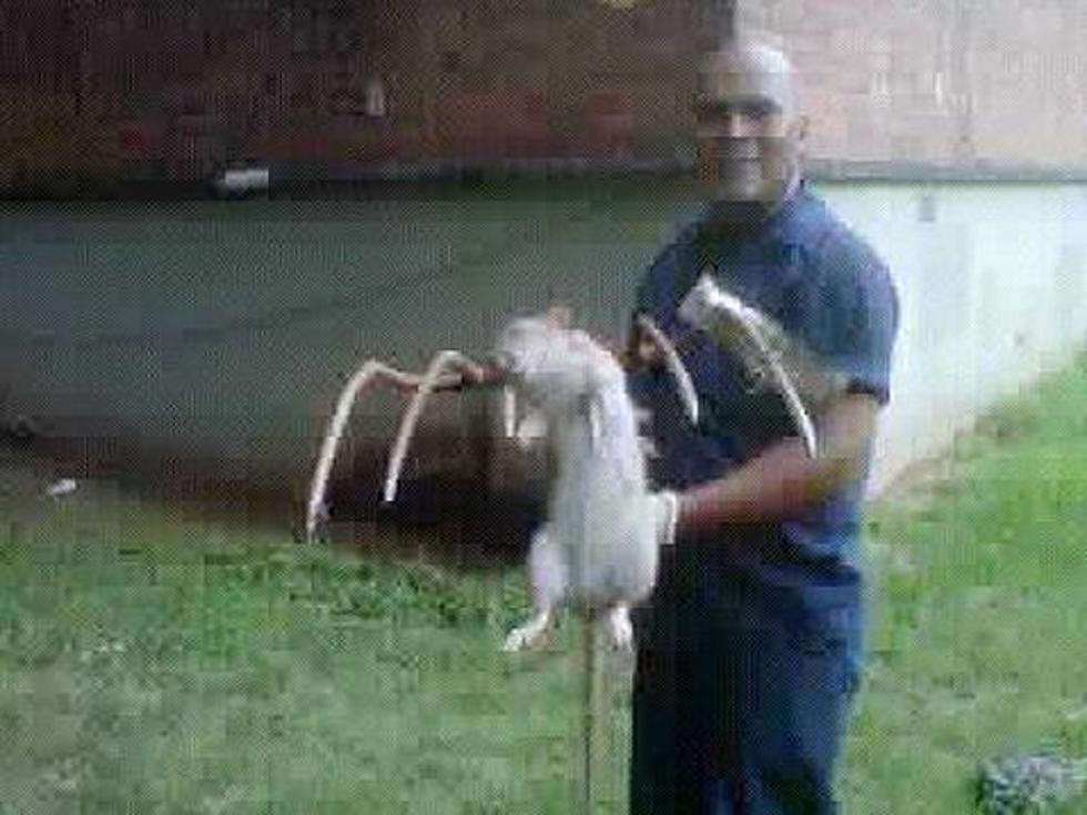 Horrifyingly Huge Rat Killed With Pitchfork [PICTURE]
