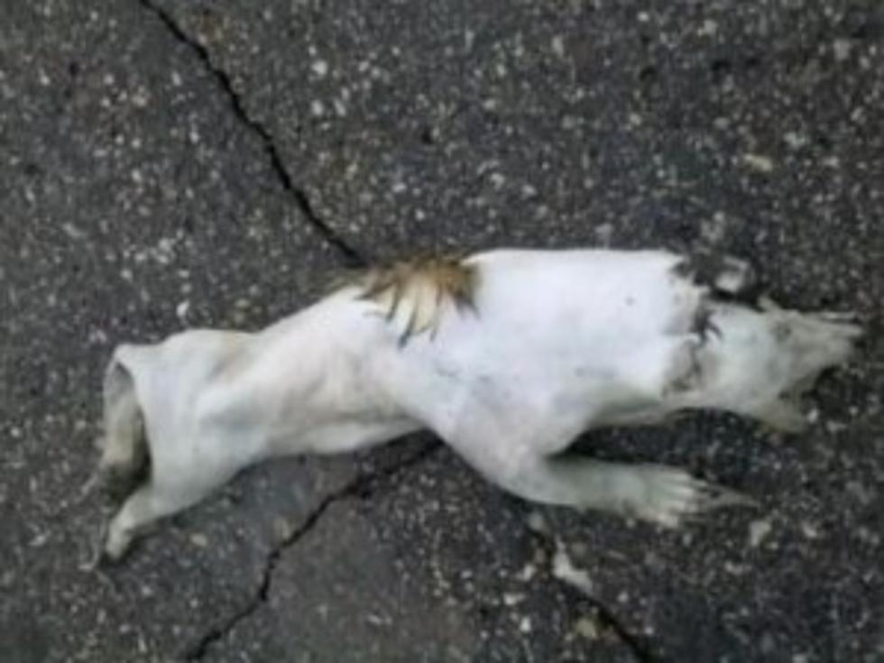 Mysterious Roadkill Monster Surfaces in Minnesota [VIDEO]