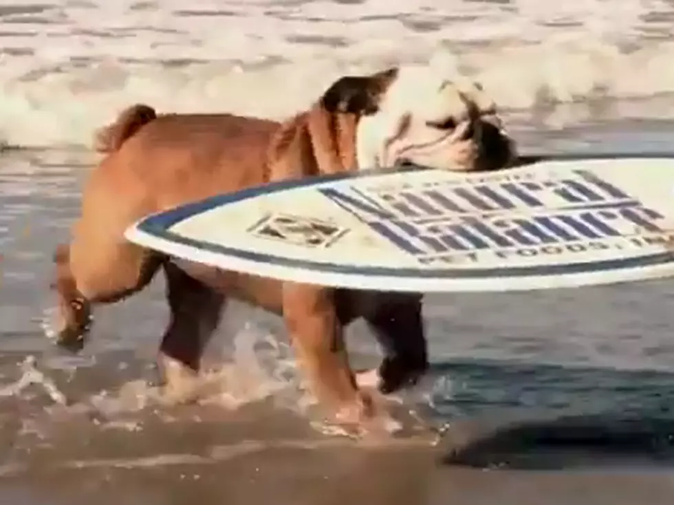 Shameless Pet Video: Tillman, the Surfing Bulldog[VIDEO]