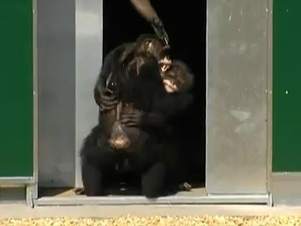Released Lab Chimps Get Their First View of Sunlight [VIDEO]