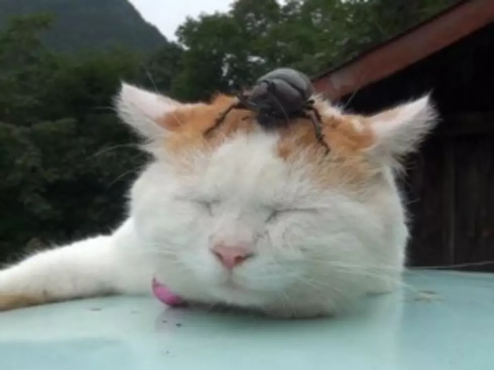 Cat and Enormous Beetle Are Unlikely Friends [VIDEO]