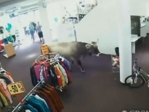 Cow in sporting goods store