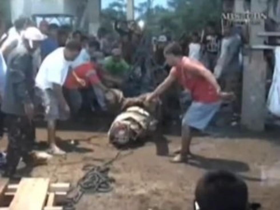 Man-Eating Crocodile Captured in the Philippines [VIDEO]