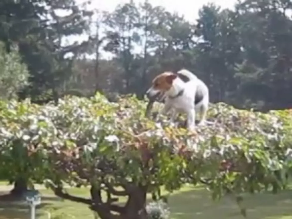 Determined Dog Climbs Tree To Fetch Stick [VIDEO]