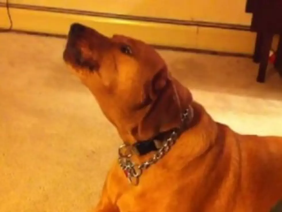 Dog Howls Along With Saxophone [VIDEO]