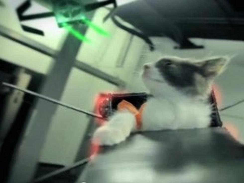 The Jedi Kittens Strike Back [VIDEO]