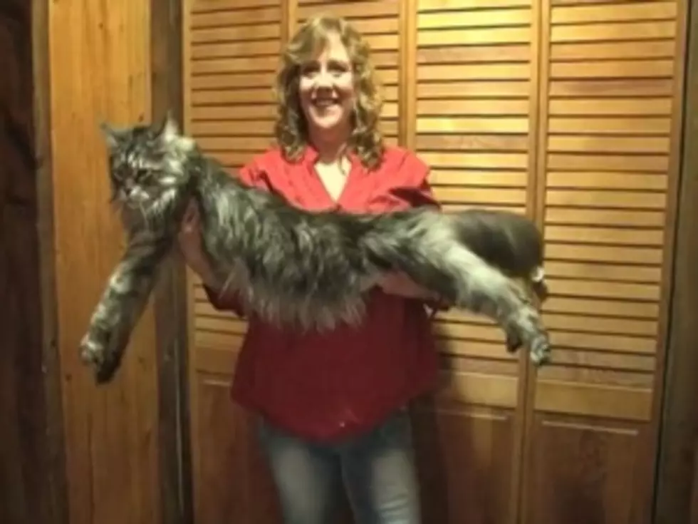 The World&#8217;s Longest Cat Is Really, Really Long [VIDEO]