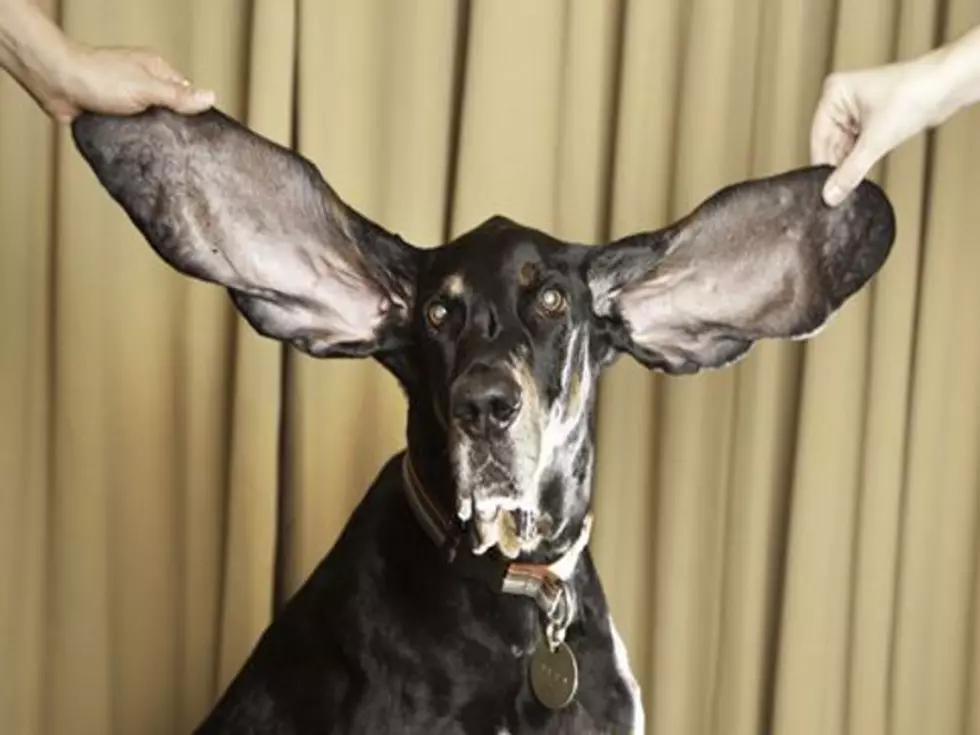 Dog Snags Guinness World Record for Longest Ears [VIDEO]