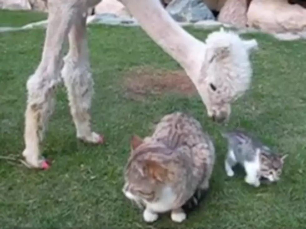A Shaved Alpaca Licking a Kitten Defines Adorable [VIDEO]