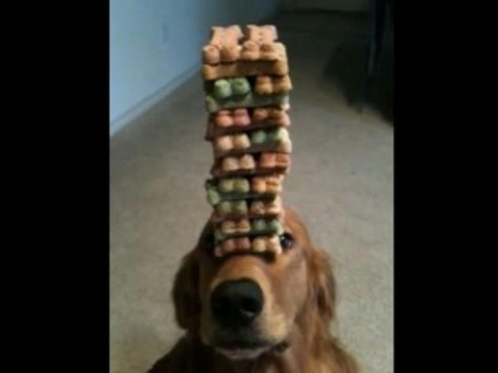 Amazingly Obedient Dog Balances Tower of Treats on His Snout [VIDEO]